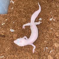 Geco Leopardino