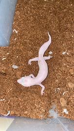 Geco Leopardino