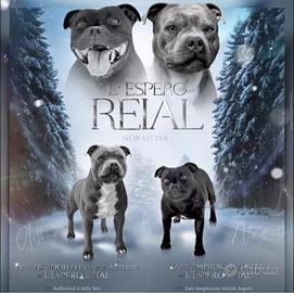 Staffordshire bull terrier