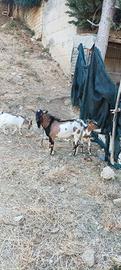 Capre nane tibetana
