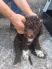 Lagotto Romagnolo