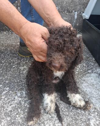 Lagotto Romagnolo