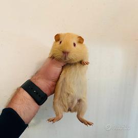 Cucciolo di cavia english maschio