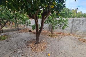 Soluzione Semi Indipendente con Cortile e Orto