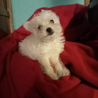 Maltipoo Mini toy