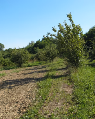Due terreni agricoli a Castelnuovo Don Bosco (AT)