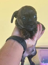 Bulldog francese /chiuwaua