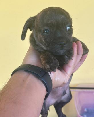 Bulldog francese /chiuwaua