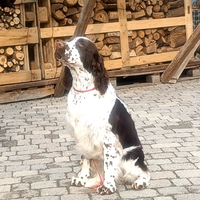 Springer Spaniel Inglese