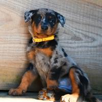 Cucciola BEAUCERON femmina arlecchino