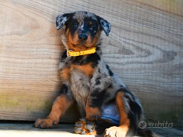 Cucciola BEAUCERON femmina arlecchino