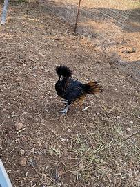 Gallo Padovana color oro orlo nero