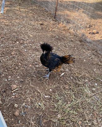 Gallo Padovana color oro orlo nero