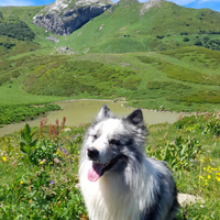 Border collie per accoppiamento