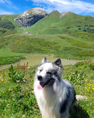 Border collie per accoppiamento