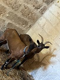 Caprette camosciata delle Alpi