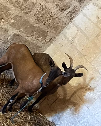 Caprette camosciata delle Alpi