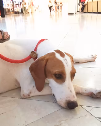 Cucciola istriana 9 mesi