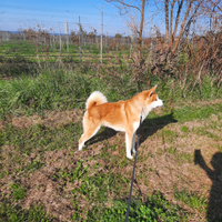 Akita inu per monte
