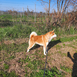 Akita inu per monte