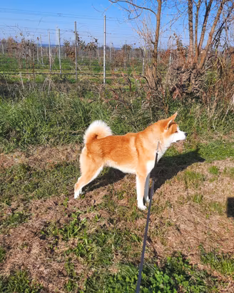 Akita inu per monte