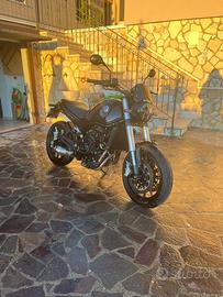 Benelli Leoncino 500