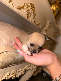 Chihuahua