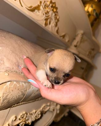 Chihuahua