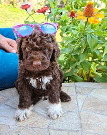 Lagotto romagnolo