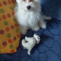 Maltese 4 mesi