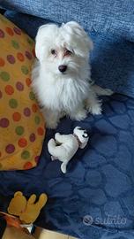 Maltese 4 mesi