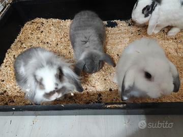 Conigli ARIETE NANo
