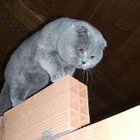 Scottish fold per accoppiamento