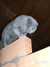 Scottish fold per accoppiamento