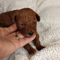 Femminuccia red di barboncino