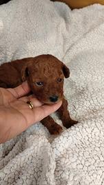 Femminuccia red di barboncino