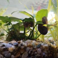 Lumache da acquario