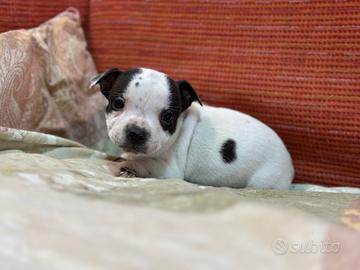 Staffordshire bull terrier