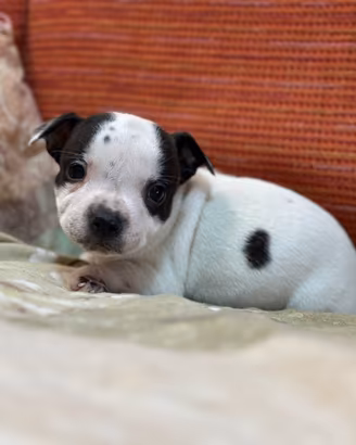 Staffordshire bull terrier