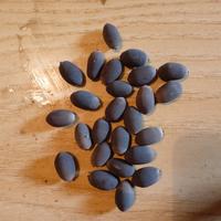 25 semi (veri) di Fiore di Loto (pianta acquatica)