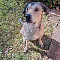 Argo cane di taglia grande