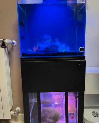 Acquario