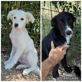 Cucciolo border collie mix in adozione