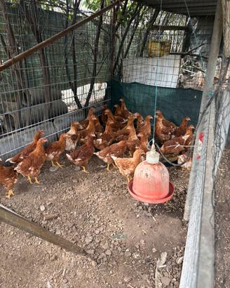 Galline ovaiole