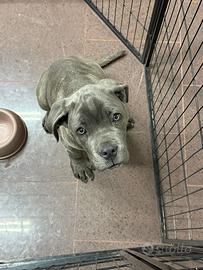 Mastino- corso cucciolo 3 mesi