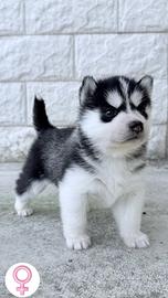 Cuccioli Siberian Husky