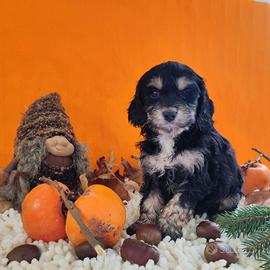 Cuccioli di cockapoo