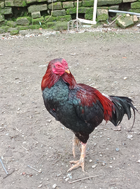 Gallo Shamo