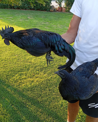 Ayam Cemani