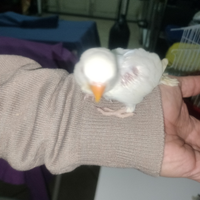 Inseparabile Albino allevato a mano